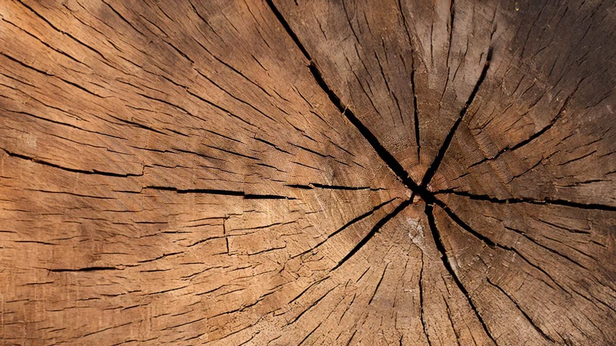 Querschnitt durch einen Holzblock